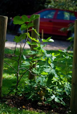 Ficus carica - fíkovník smokvoň - celek
